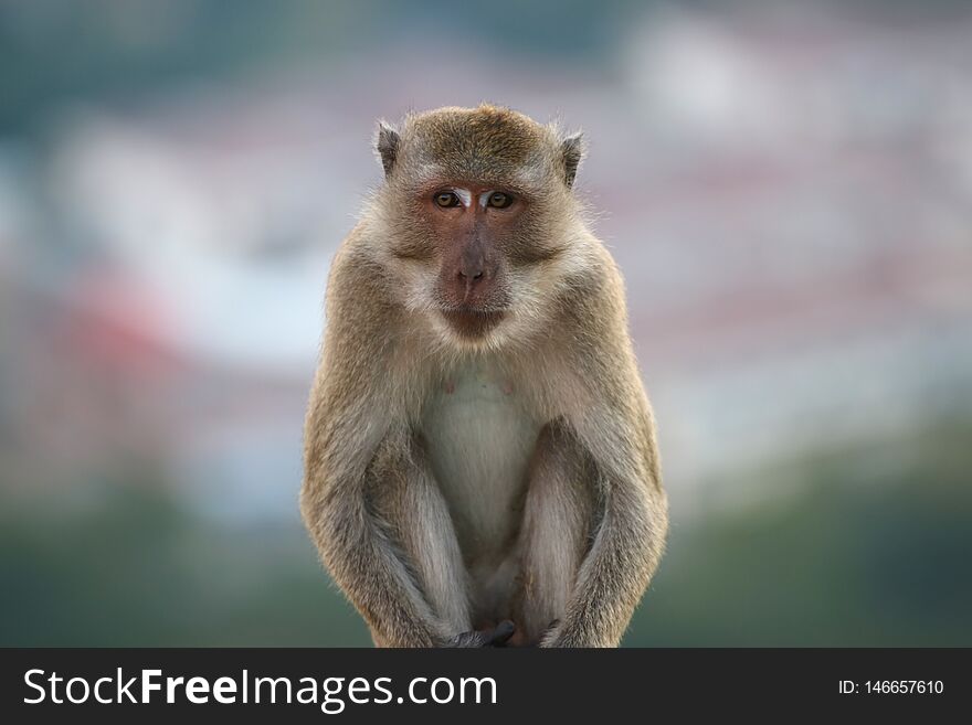 Portrait of a monkey staring at the camera