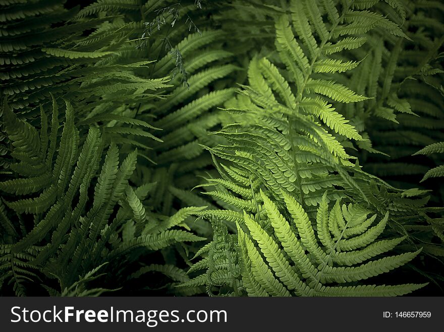 Fern in the sunny forest. Beautiful fern leaves and bushes in the park. Forest plants.