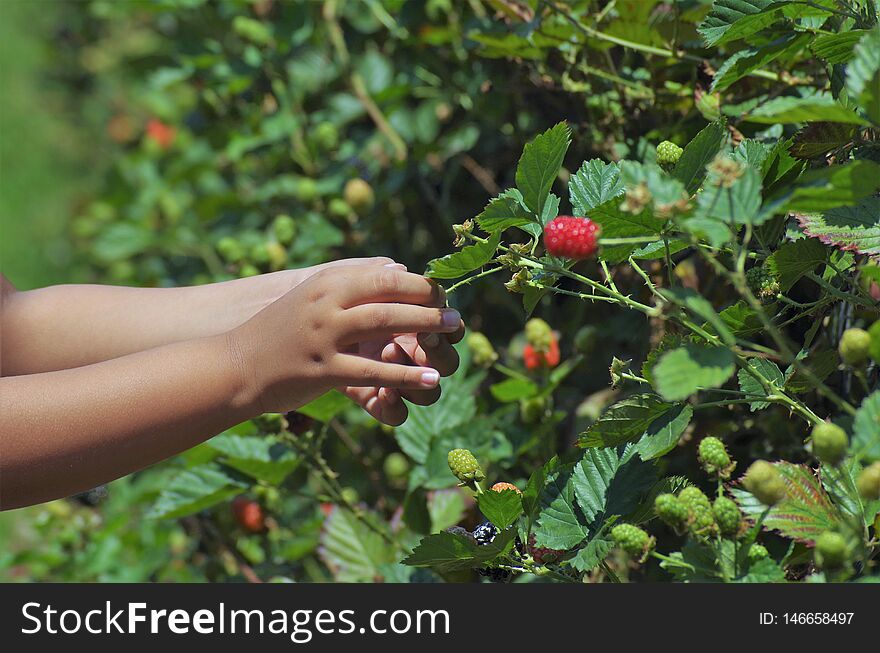 Blackberries platantion on Francisco Morazan Honduras 5