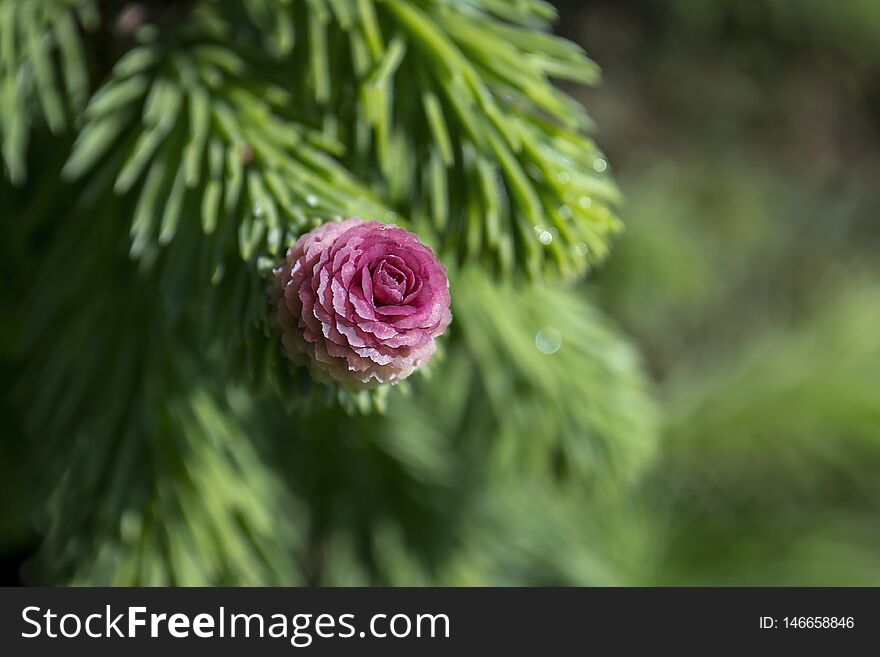 Pine flower look like a pink rose. Future pine cone. Close-up. Spring needles.