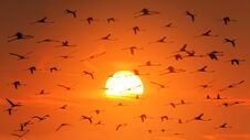A Huge Flock Of Flamingos In Backlight On The Background Of A Beautiful Orange African Sunset. Wildlife Of Africa. Royalty Free Stock Image