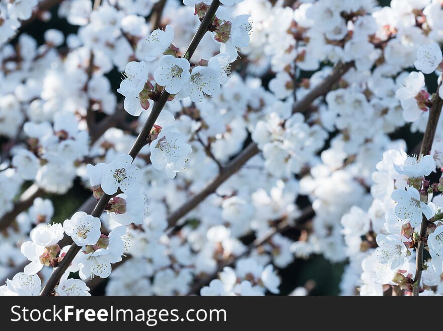 Spring Flowering Of Garden Trees. Blooming Flowers On Apricot Twigs. White Defocused Background With Empty Space.