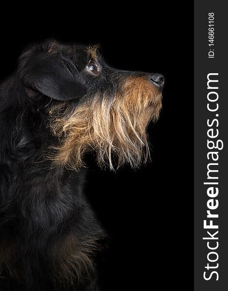 Studio portrait of a wire haired dachshund on a black background. Studio portrait of a wire haired dachshund on a black background