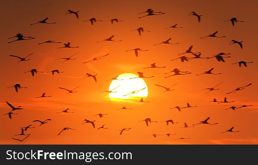A huge flock of flamingos in backlight on the background of a beautiful orange African sunset. Wildlife of Africa.