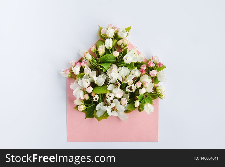 Delicate buds of a flowering Apple tree in a pink paper envelope on a white on a pink background. Copyspace Top view