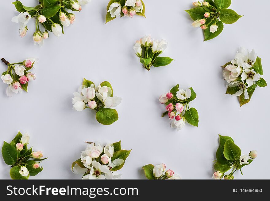 Delicate buds of a flowering Apple tree on a white background. Copyspace