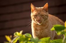 Red Tabby Stock Images