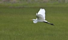 Great Egret Royalty Free Stock Image