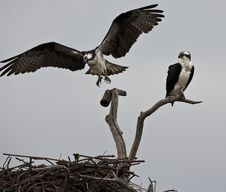 Osprey Stock Photography Osprey Stock Photography