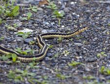 Common Garter Snake Royalty Free Stock Photo Common Garter Snake Royalty Free Stock Photo