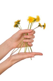 Yellow Dandelions Royalty Free Stock Photography Yellow Dandelions Royalty Free Stock Photography