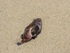 Dead Fish On The Beach Royalty Free Stock Photography