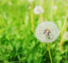 Dandelion Flower Stock Photos Dandelion Flower Stock Photos