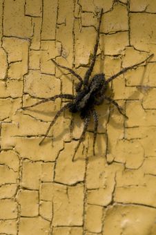 Spider On An Old Yellow Wall Royalty Free Stock Photos Spider On An Old Yellow Wall Royalty Free Stock Photos