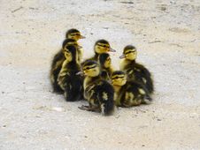 Ducklings Stock Photos Ducklings Stock Photos