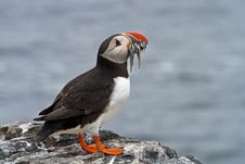Puffin On The  Rocks Stock Photo