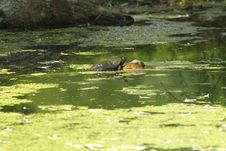 Free Wetland Swamp Stock Images - 14675434