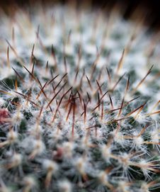Macro Cactus - Selective Focus Royalty Free Stock Images Macro Cactus - Selective Focus Royalty Free Stock Images
