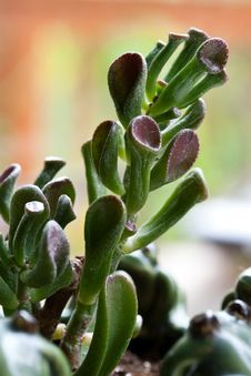 Succulent Macro Stock Photography Succulent Macro Stock Photography