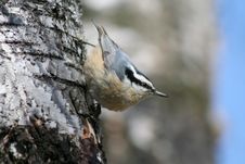 Male Red-breasted Nuthatch Royalty Free Stock Photography Male Red-breasted Nuthatch Royalty Free Stock Photography