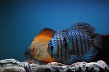 Fish Fish And Again Fish Royalty Free Stock Image Fish Fish And Again Fish Royalty Free Stock Image