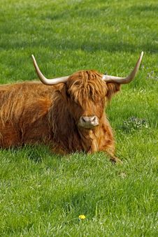 Highland Cattle, Kyloe Stock Photo