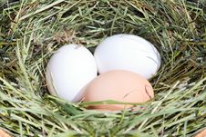 Eggs In Nest Stock Image