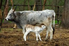Cow With Calf Royalty Free Stock Photography