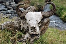 Wildebeest Skull Royalty Free Stock Images