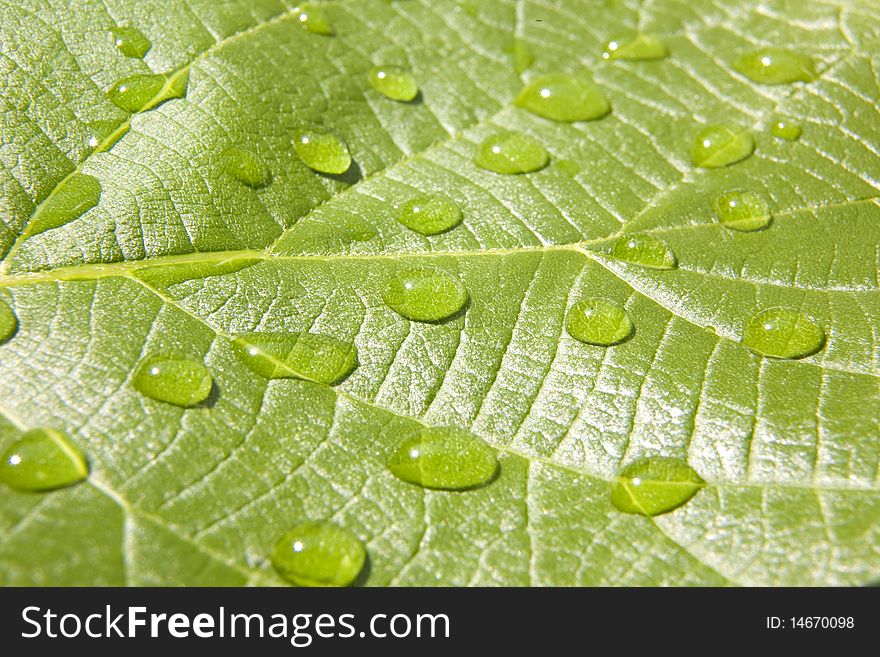 Waterdrops on a green leaf. Waterdrops on a green leaf