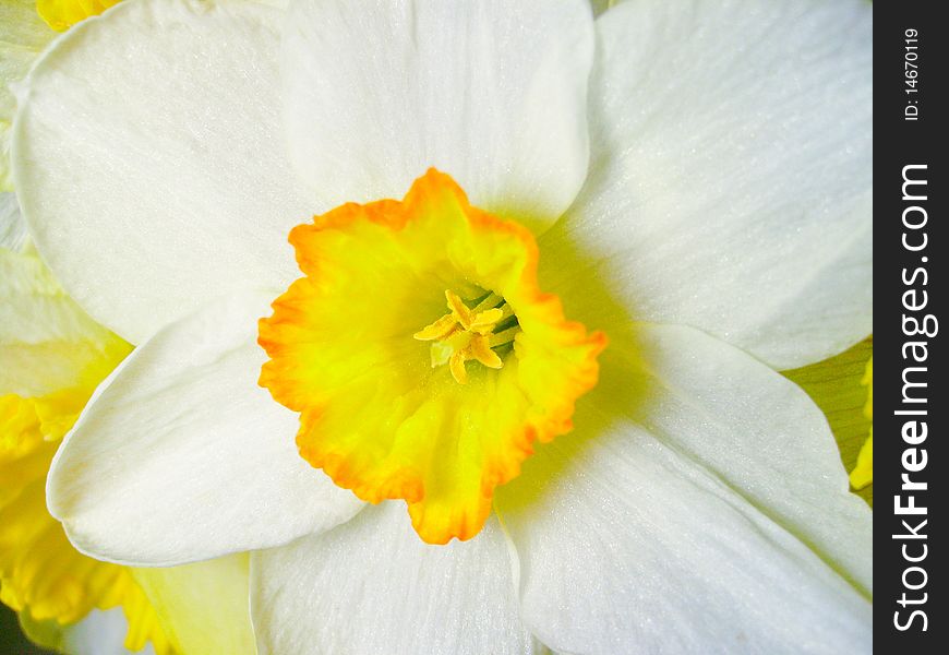 Bud daffodil closeup on white bacground. Bud daffodil closeup on white bacground