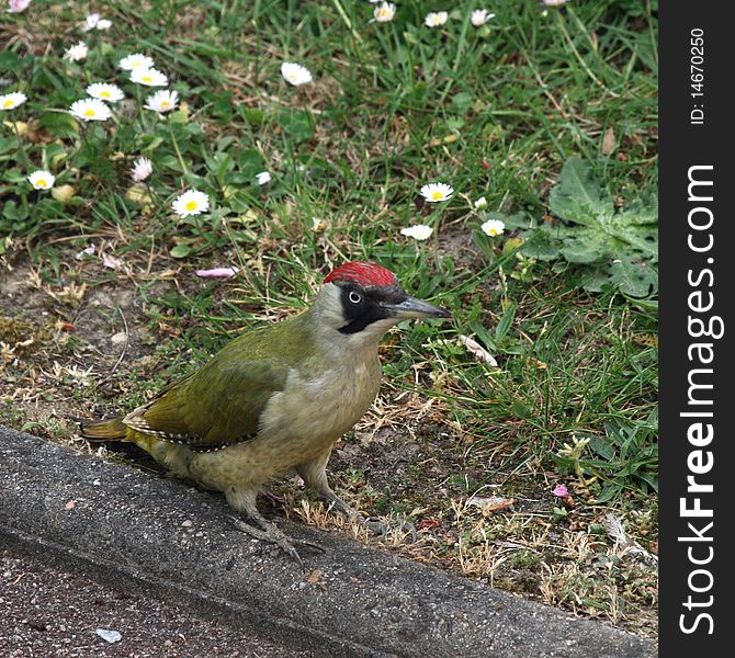 Green woodpecker in search of its meal after the rain