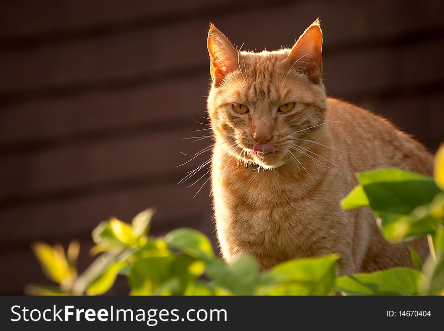 Red tabby cat licking his lips at sunset