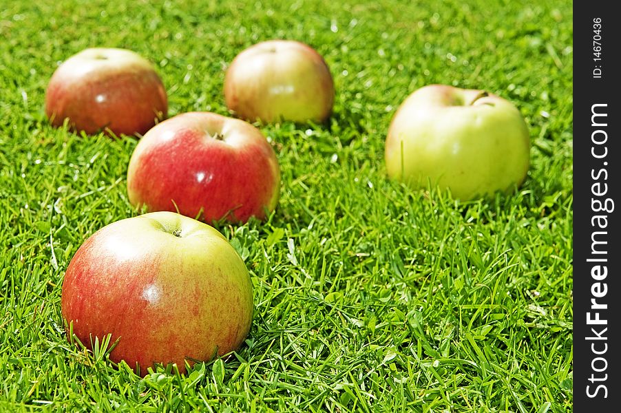 Five apples in the garden grass. Five apples in the garden grass