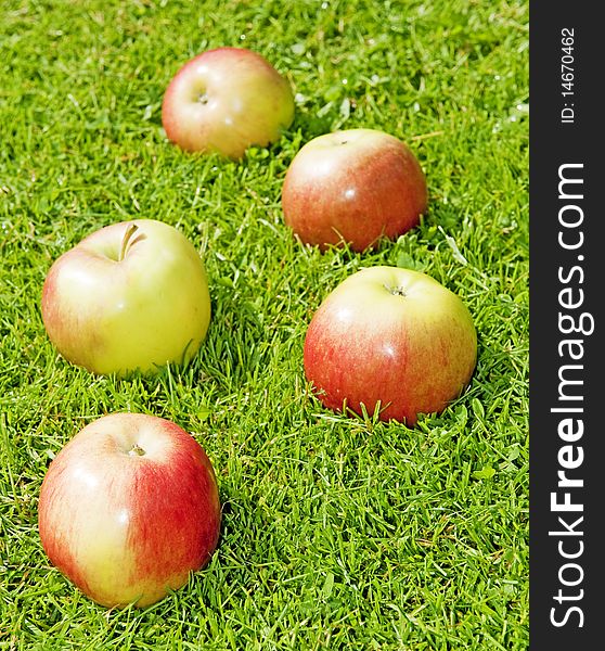 Five apples in garden grass