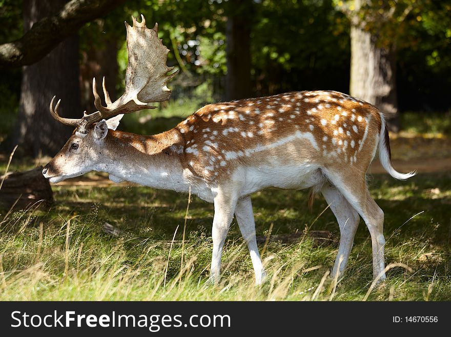 Dappled deer in a forest