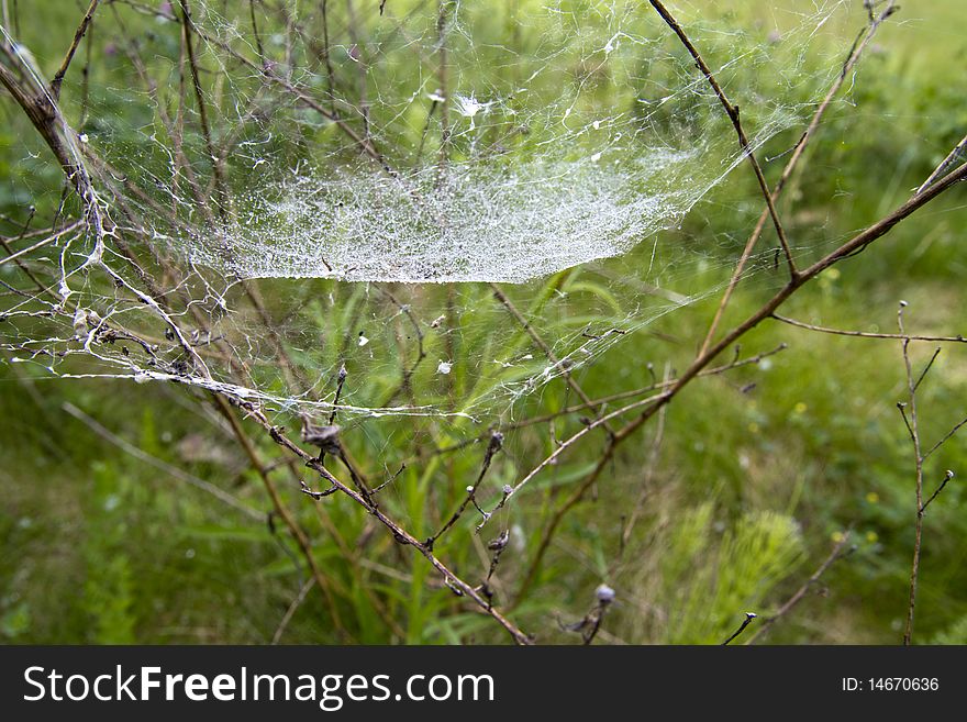 Spider s Web