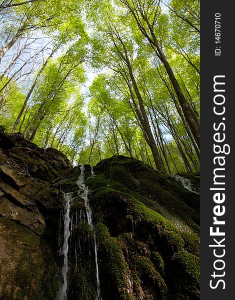 Waterfall in beech forest at spring time