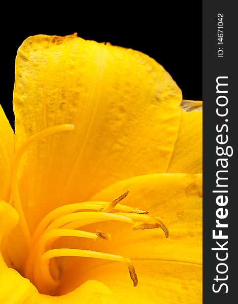 Macro of  a yellow tulip on a black background. Macro of  a yellow tulip on a black background