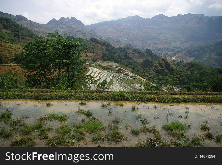 Landscape Of Mountain Rice