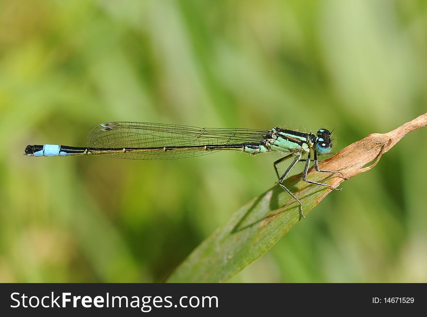 Dragonfly sitting on the leaf