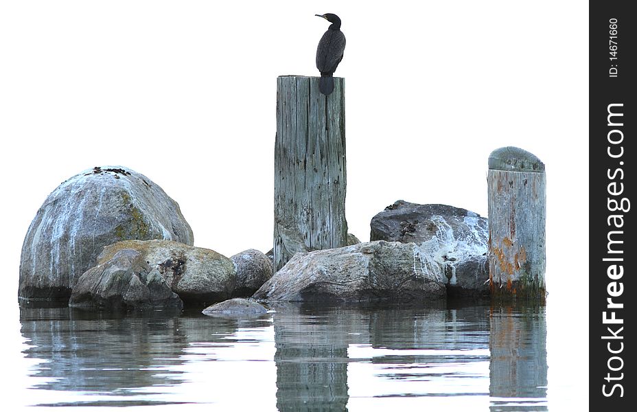 Cormorant standing on stump and isolated lake