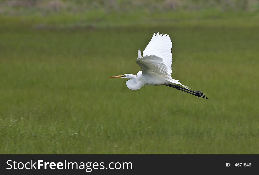 Great Egret (Ardea alba) in flight over grass land in Long Island New York