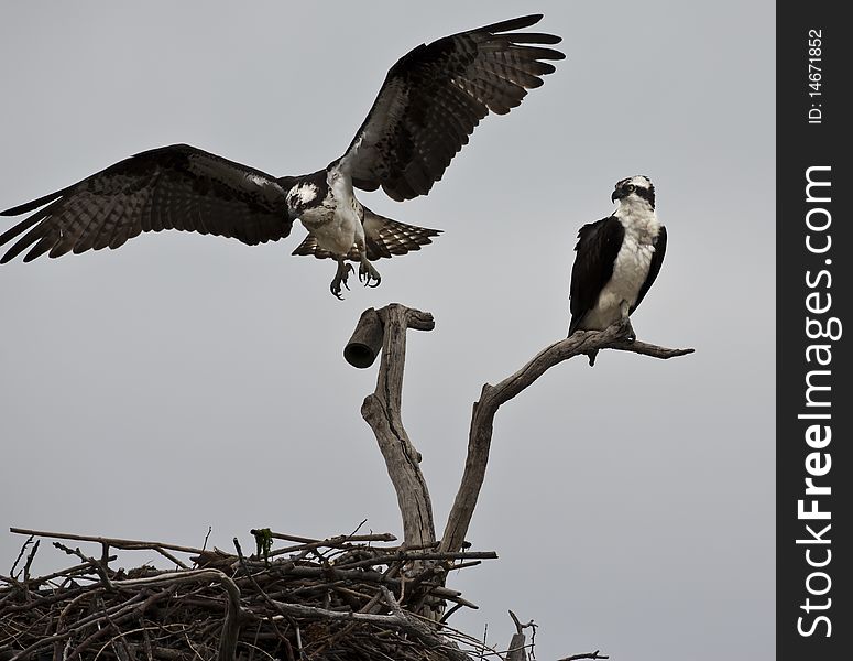 Pair of osprey sitting on nest on Long Island, New York