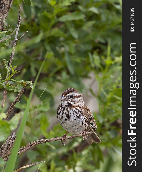 Song sparrow singing in Long Island New York in field. Song sparrow singing in Long Island New York in field