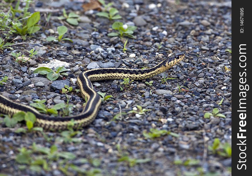 Common garter snake moving across gravel path