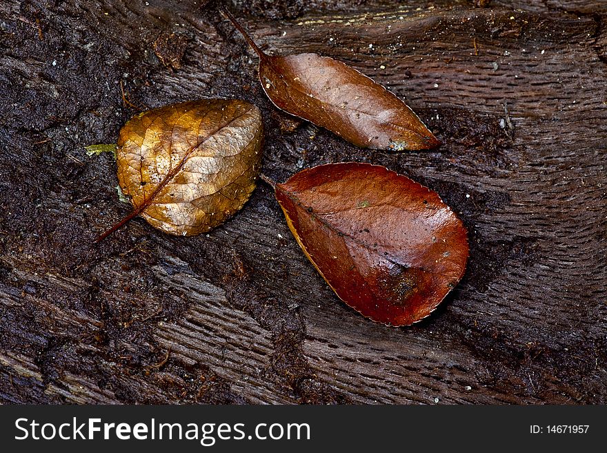 Leaves on a log in early spring after a rain. Leaves on a log in early spring after a rain