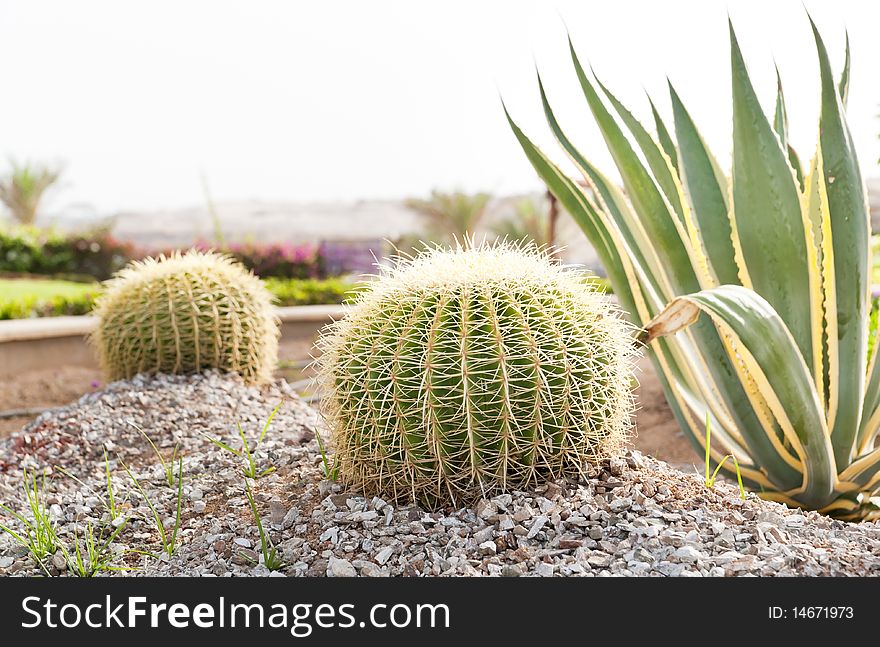 In this photograph shows a cactus