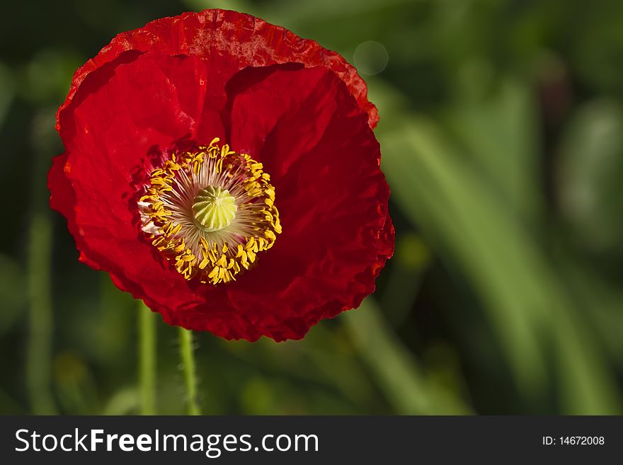 Close-up of blossoming red poppy surrounded by on green background