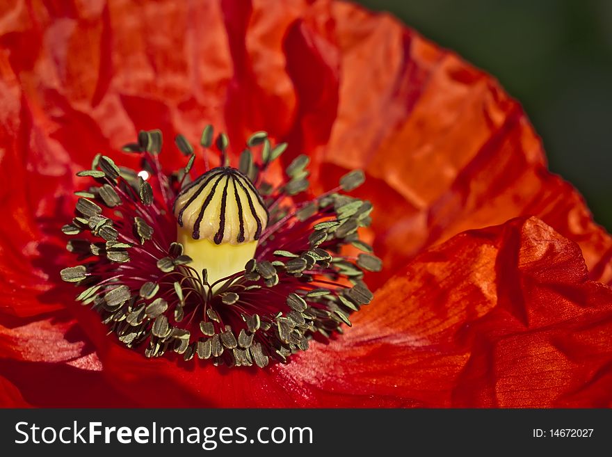 Macro of blossoming red poppy